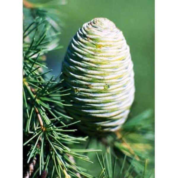 Yummy Mummy Emporium and Apothecary - Bringing the Wisdom of Mother Nature to Life - Himalayan Cedarwood Pure Essential Oil